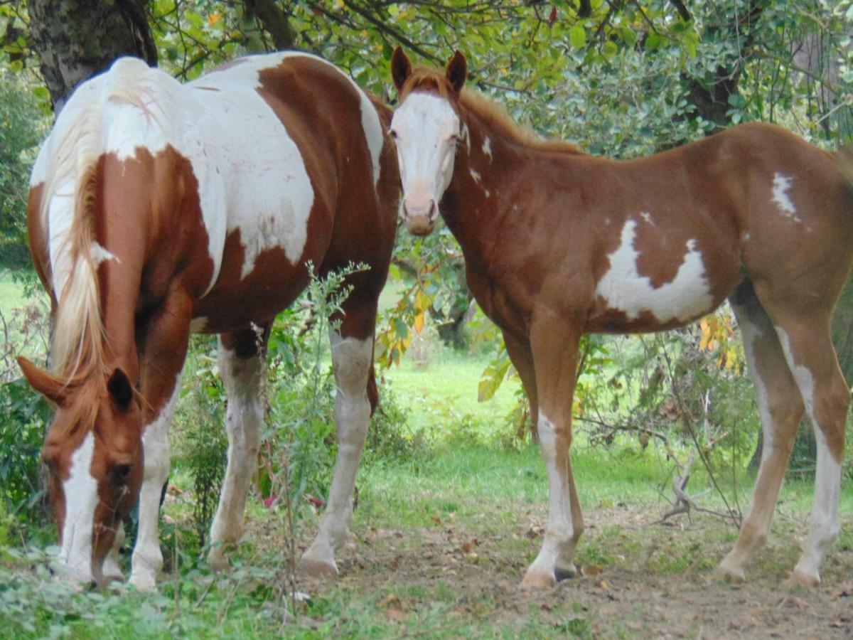 Tenuta Calidarius Baia  Zewnętrze zdjęcie